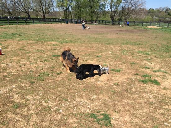 Wellington Dog Park