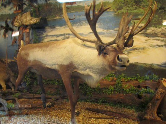 Cumberland Museum