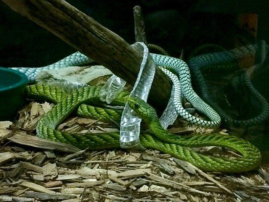 Kentucky Reptile Zoo